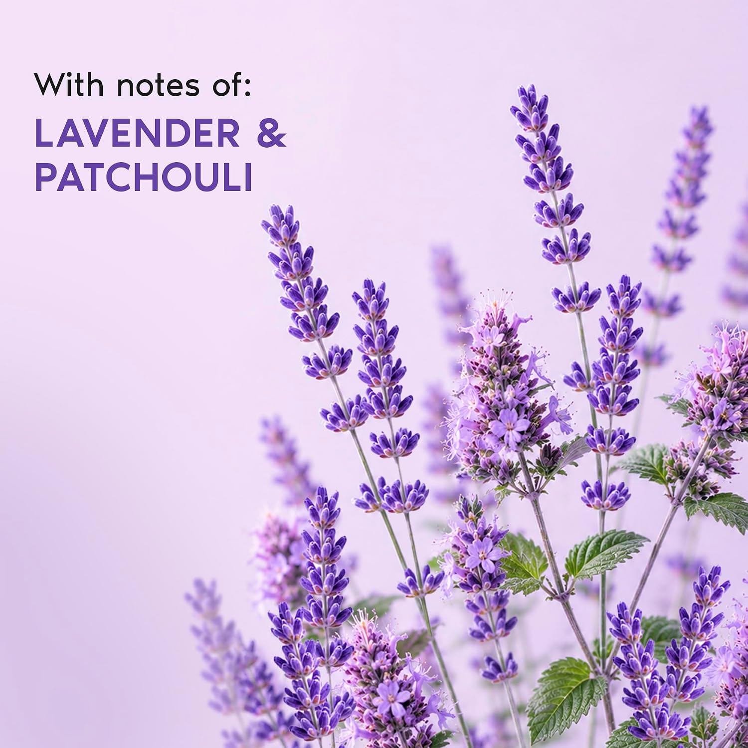 Nykaa Wanderlust French Lavender Fine Fragrance Mist 200 ml