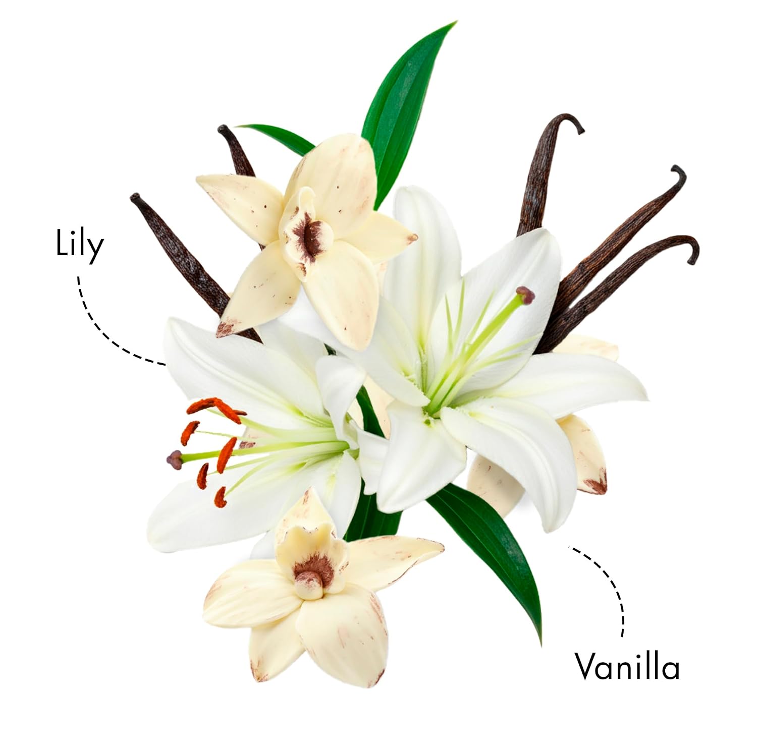 Nykaa Delicate Vanilla Long Lasting Floral EDP | Perfume for Women | Day to Night Fragrance |Lily & Vanilla| Everyday Perfume for Her | Travel Friendly Size